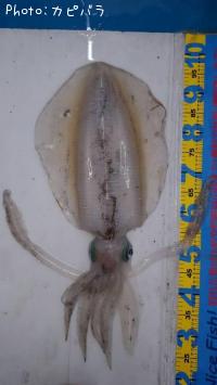 �����ꥤ��