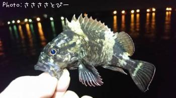 ¥á¥Ð¥ë¡õ¥½¥¤