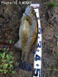 ¥¹¥â¡¼¥ë¥Þ¥¦¥¹¥Ð¥¹