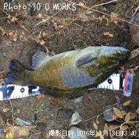 ���⡼��ޥ����Х�