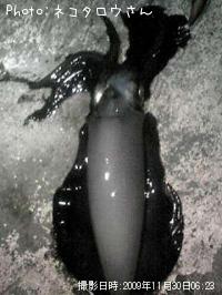 ¥¢¥ª¥ê¥¤¥«