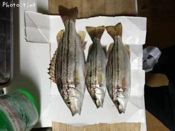 ���ޥ�����