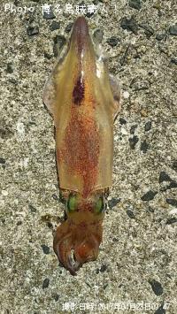 ���󥵥�����