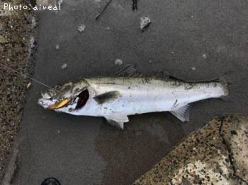 �����Х�