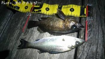 �����Х�����Х�