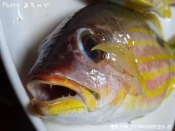 ��ޥȥӡ��ڥ˥������ۥ��ե�������