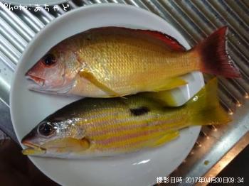 ���ӥ��ʥ����ڥ����ե�������