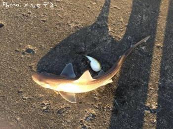 ¥µ¥á¡¢¥Õ¥°ÉÕ¤