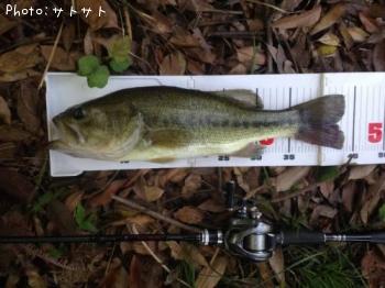 ¥Ö¥é¥Ã¥¯¥Ð¥¹