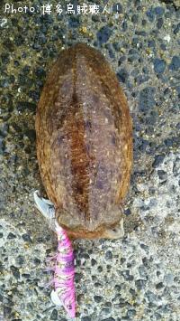 �����ꥤ������������