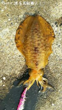 �����ꥤ������������