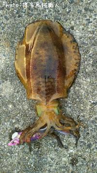 �����ꥤ������������