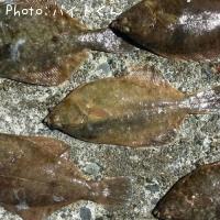 �ޥ����쥤