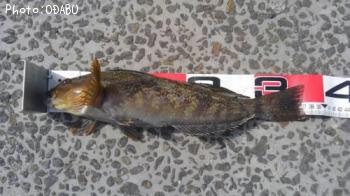 �����ʥ�