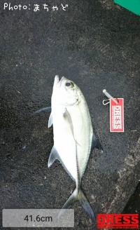 ������ڥ��󥬥ᥢ����