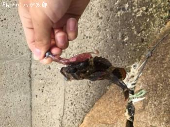 �����Υ���Х�