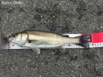 �����Х�