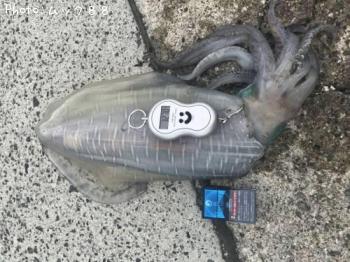 ¥¢¥ª¥ê¥¤¥«