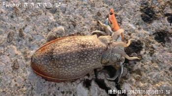 ����䥱����