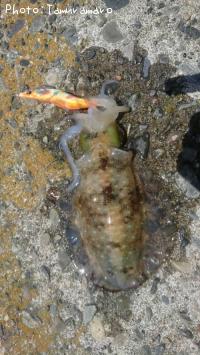 ¥¢¥ª¥ê¥¤¥«