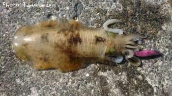 �����ꥤ��