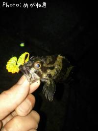 ��饽��