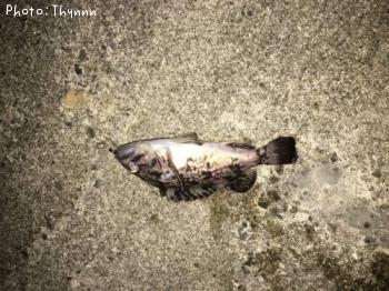 ���ӥ���