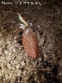 ��󥴥�����