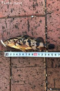 �����Υ���Х�