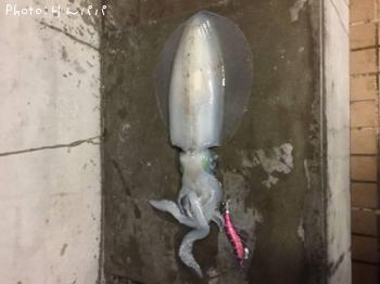 ¥¢¥ª¥ê¥¤¥«