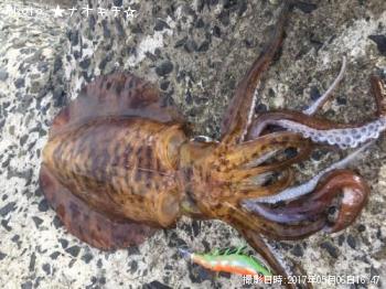 �����ꥤ��