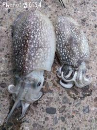 ¥·¥ê¥ä¥±¥¤¥«