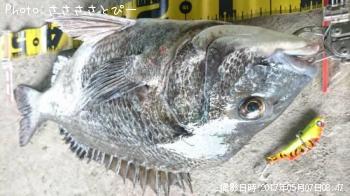 クロダイ&シーバス