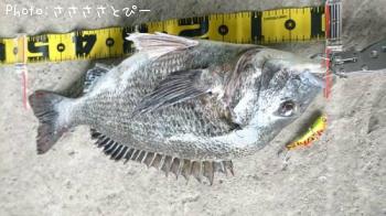 クロダイ&シーバス