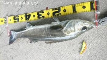 クロダイ&シーバス