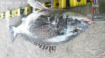 クロダイ&シーバス