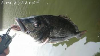 クロダイ&シーバス