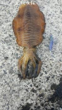 �����ꥤ��