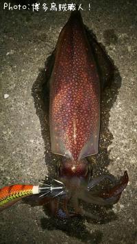 ���󥵥�����