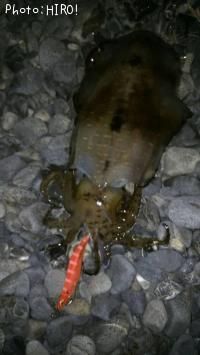 ¥¢¥ª¥ê¥¤¥«