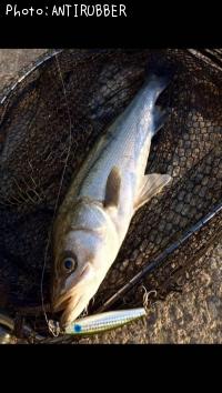 �����Х�