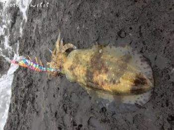 ¥¢¥ª¥ê¥¤¥«