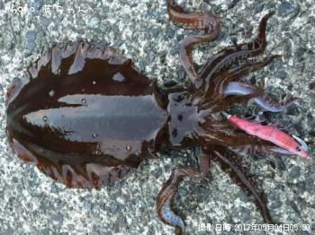 �����ꥤ��