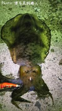 ¥¢¥ª¥ê¥¤¥«