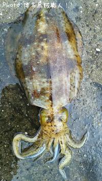 �����ꥤ��