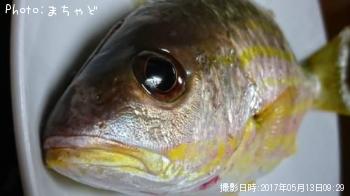 ��ޥȥӡ��ڥ˥������ۥ��ե�������