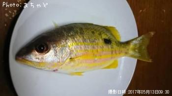 ��ޥȥӡ��ڥ˥������ۥ��ե�������