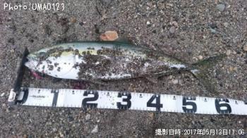 ��饵