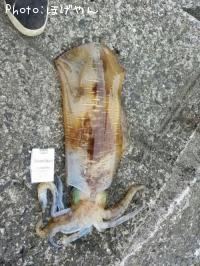 �����ꥤ��