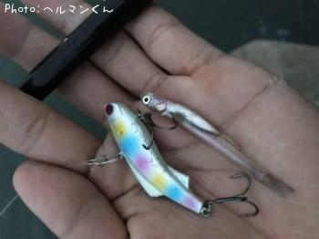 �ͥ��ʥ٥��ȡ�